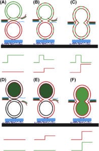 MethCellBiol_SNARE-reconstitution-rev1