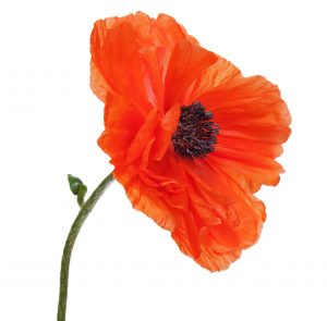 Single poppy isolated on white background. Closeup.