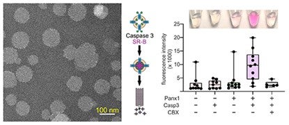 caspase-activated Pannexin 1 channels