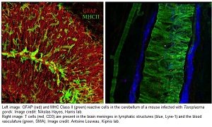 GFAp with MHC Class II and T Cells