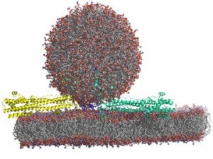 computational Biology Image-