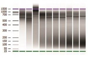 Mol Bio Image