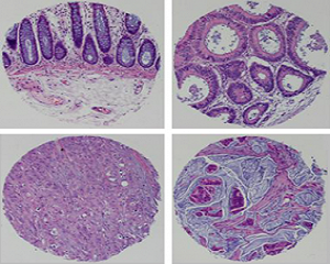 Four different kinds of cells magnified
