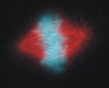 Cell Structure pheno type