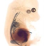 Developed Embryo