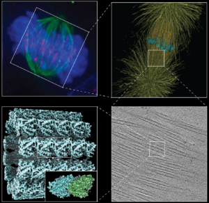 Chemistry and Physics of Living Systems picture