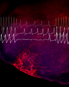 Molecular and Systems Neuroscience picture