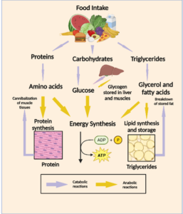 Metabolism picture