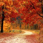 Fall leaves