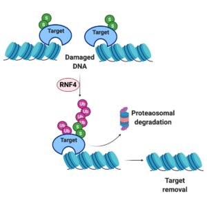 Figure displays Cells that experience mild but chronic replication stress (e.g., due to MCM10 deficiency) require the RING finger protein 4 (RNF4) for survival. RNF4 is a small ubiquitin-like modifier (SUMO) targeted E3 ubiquitin ligase, or STUbL, and bridges the SUMOylation and ubiquitination signaling cascades during the replication stress response. RNF4 directly interacts with SUMO protein chains attached to target proteins to catalyze the addition of ubiquitin to mark proteins for degradation via the proteasome.