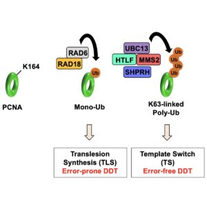 Figure displays DNA synthesis also requires the replicative sliding clamp proliferating cell nuclear antigen (PCNA) that encircles DNA and tethers DNA polymerases to promote efficient replication. PCNA is critical to fill in unreplicated, single-stranded gaps in the DNA that cause a replication stress response. This pathway is regulated by the ubiquitination of the conserved lysine (K) 164 residue of PCNA. This pathway is called the DNA damage tolerance (DDT) pathway, because it is also used to replicate over-damaged DNA. Another central player in the DDT pathway is the E3 ubiquitin ligase radiation sensitive 18 (Rad18). One conserved role of Rad18 and its binding partner Rad6 is the activation of DDT through the attachment of ubiquitin to PCNA. In addition to its role in the replication stress response, Rad18 also regulates repair of dsDNA breaks (DSBs), which are particularly toxic DNA lesions. Through its role in homologous recombination, Rad18 functions to ensure that DSBs are repaired via an error-free mechanism, thus preventing chromosomal rearrangements, including radial formations.