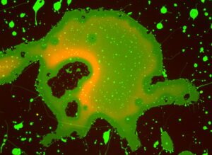 Wang, Hongyin_Immune scaffolding protein LAT (red) conjugated to DOPC lipid membrane (green)