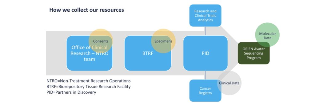 Flow chart titled “How we collect our resources,” with elements overlaid on a large arrow pointing left to right. Three primary blue text boxes along the arrow, left to right, are titled 1) “Office of Clinical Research – Non-Treatment Research Operations team” with a small overlaid circle labeled “Consents,” 2) Biorepository Tissue Research Facility, with a small overlaid circle labeled “Specimens,” and 3) “PID” near the head of the arrow. Two more boxes branch out top and bottom from the PID box, the top one labeled Research and “Clinical Trial Analytics,” and the bottom one labeled “Cancer Registry.” A small circle overlaid on the Cancer Registry box is labeled “Clinical Data. At the very tip of the arrow, a green text box reads “ORIEN Avatar Sequencing Program,” with a small circle overlaid that reads “Molecular Data.”