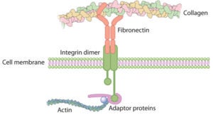 FibronectinIntegri_ksm