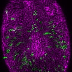  mouse embryo