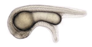 Vertebrate Embryo