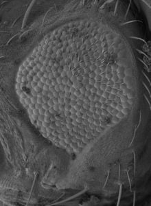 Microscopic Tissue Image