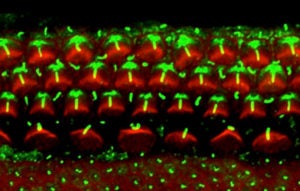 intercellular interactions