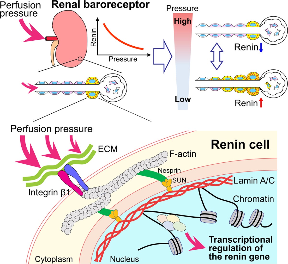 The Renin Cell Baroreceptor A Nuclear Mechanotransducer Central For