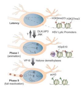 The mechanisms of HSV reactivation