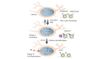 HSV Phase I and phase II of reactivation