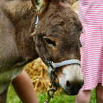 children at a petting zoo