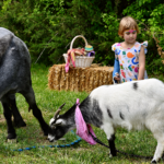 children at a petting zoo