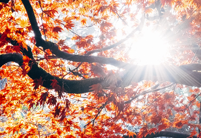 photo of sunlight through autumn trees