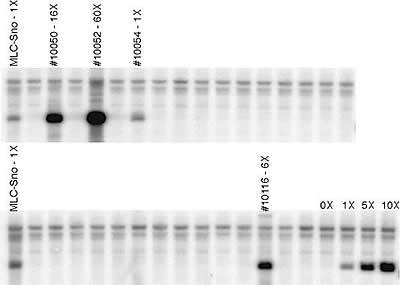 southern blot