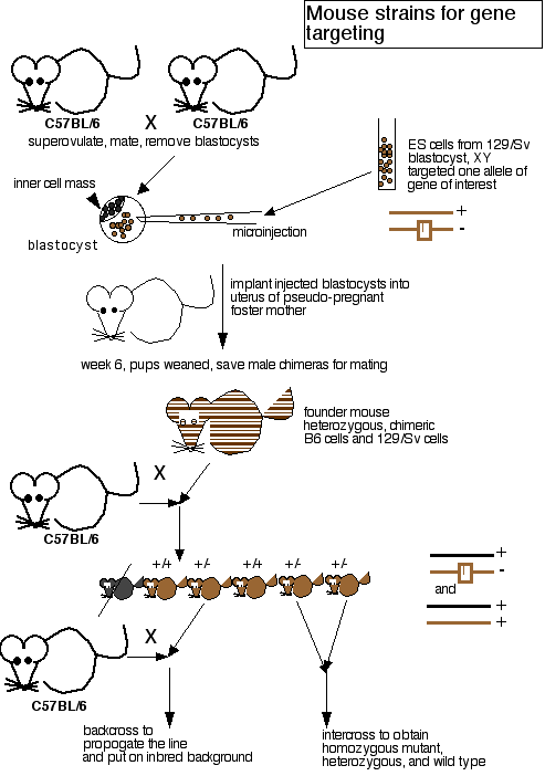 processsing pmouse and mousex