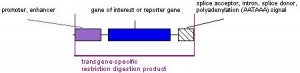 gene of interest or reporter gene