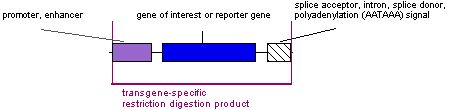 transgeneso