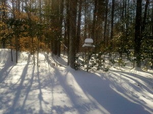 Snowy woods