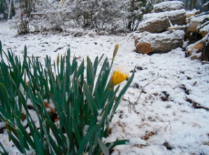 Flowers in snow