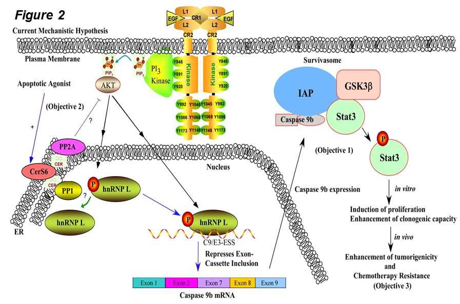 Mechanistic Hypothesis Illustration