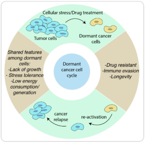 UVA - Jomaa Lab - Dormant cancer cell cycle