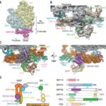 “Structure of a pre-handover mammalian ribosomal SRP•SRP receptor targeting complex.” image