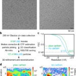 “The translating bacterial ribosome at 1.55 Å resolution generated by cryo-EM imaging services” images