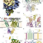 “Molecular basis of the TRAP complex function in ER protein biogenesis.” image