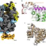 “Molecular mechanism of co-translational membrane protein recognition and targeting by SecA.” article image