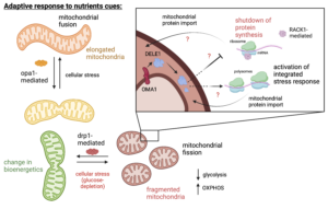 Mitochondrial adaptation and Integrated Stress Response
