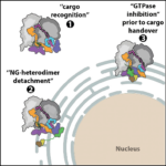 “Molecular mechanism of cargo recognition and handover by the mammalian signal recognition particle.” image
