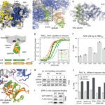 “Mechanism of signal sequence handover from NAC to SRP on ribosomes during ER-protein targeting.” image