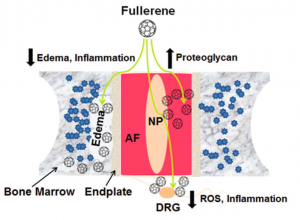 Diagram of Powerful anti-inflammatory and anti-oxygen stress effects of nanoparticle Fullerene