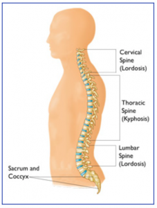 Spinal cord sections cervical spine thoracic spine lumbar spine sacrum and cocyx