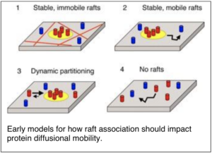Kenworthy lab diagram