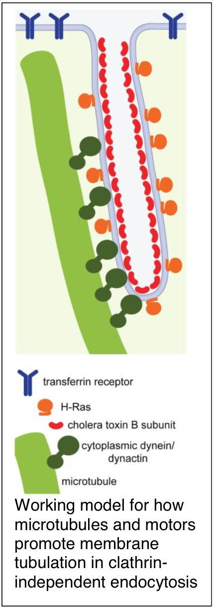Kenworthy lab diagram