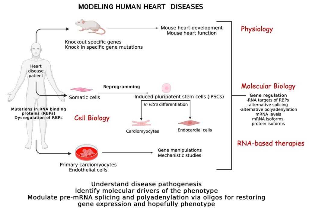 Model of human heart diseases
