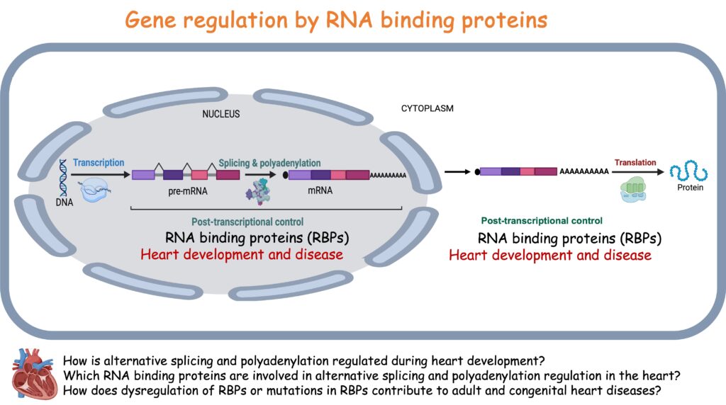 Gene regulation by RNA binding proteins diagram