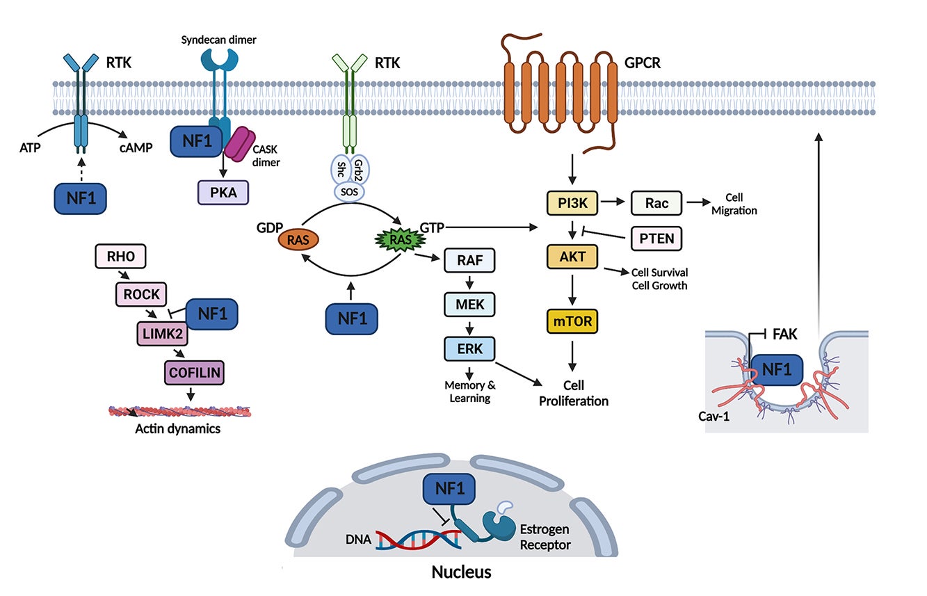 NF1 signaling pathways 